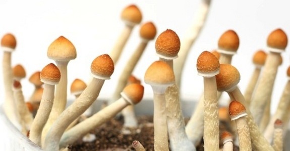 Grand Mushrooms