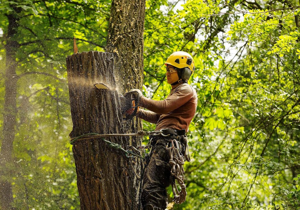 Tree Surgeon Service